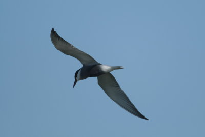 witwangstern - whiskered tern