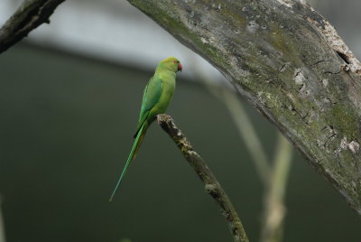 halsbandparkiet - rose-ringed parakeet