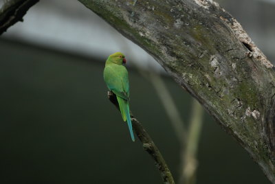 halsbandparkiet - rose-ringed parakeet