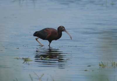 zwarte ibis - glossy ibis