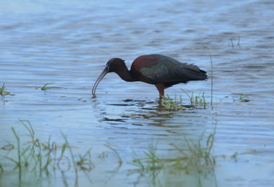 zwarte ibis - glossy ibis
