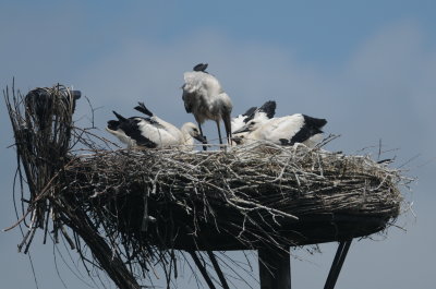 ooievaar - white stork