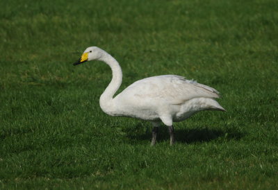 wilde zwaan - whooper swan