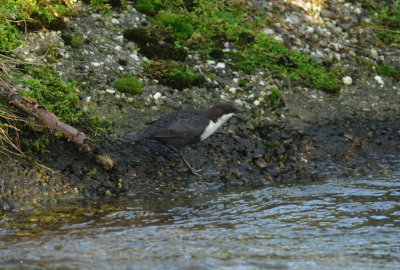waterspreeuw - white-throated dipper