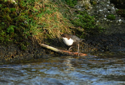 waterspreeuw - white-throated dipper