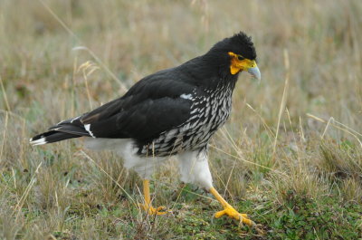 Carunculated caracara