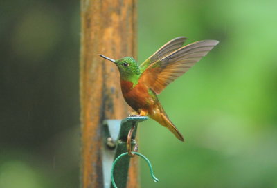 Chestnut-breasted Coronet