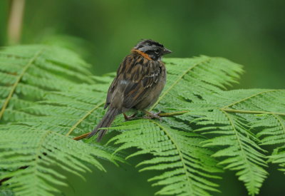 Rufous-collared sparrow