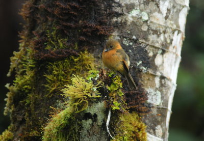 Cinnamon flycatcher