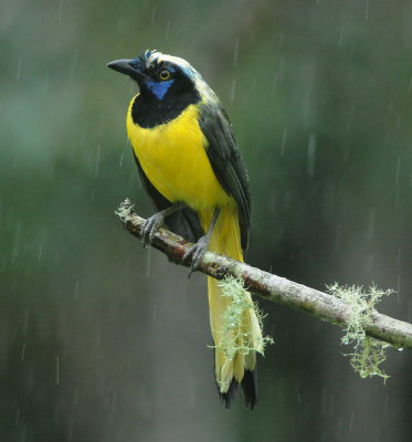 Inca jay