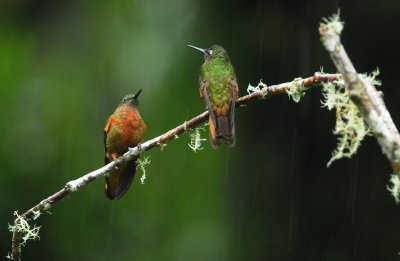 Chestnut-breasted Coronet
