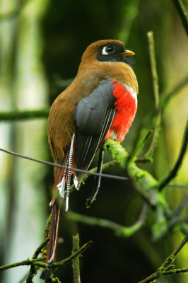 Masked trogon