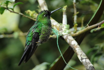 Green-crowned brilliant