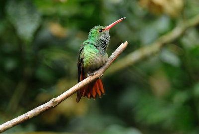 Rufous-tailed hummingbird