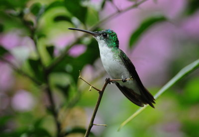 Fawn-breasted brilliant