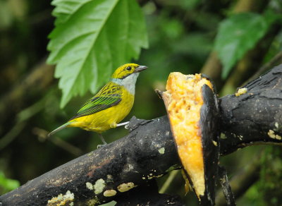 Silver-throated tanager