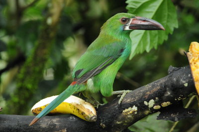 Birds of Ecuador March 2016