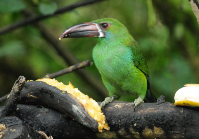 Crimson-rumped toucanet