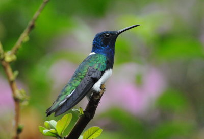 White-necked jacobin