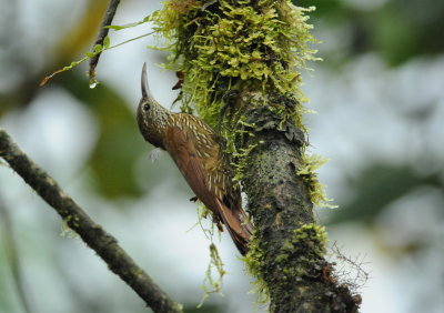 Montane treecreeper