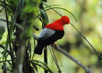 Andean cock-of-the-rock