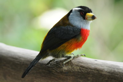 Toucan barbet