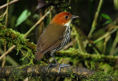 Chestnut-crowned antpitta