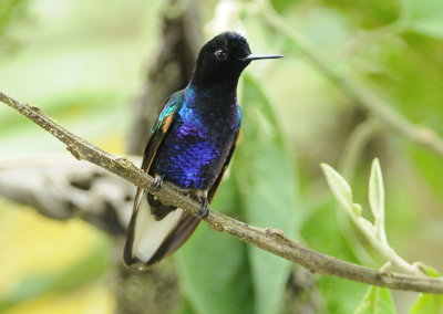  Velvet-purple coronet