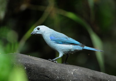 Blue-gray tanager