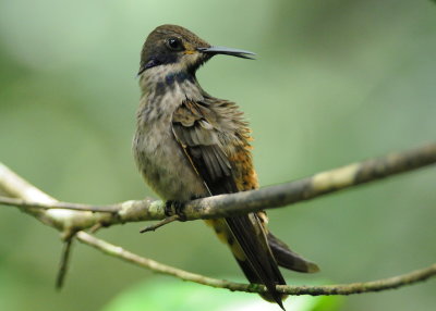 Brown violetear