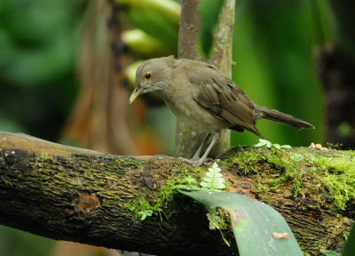 Ecuadorian thrush