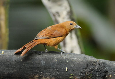 Birds of Ecuador March 2016