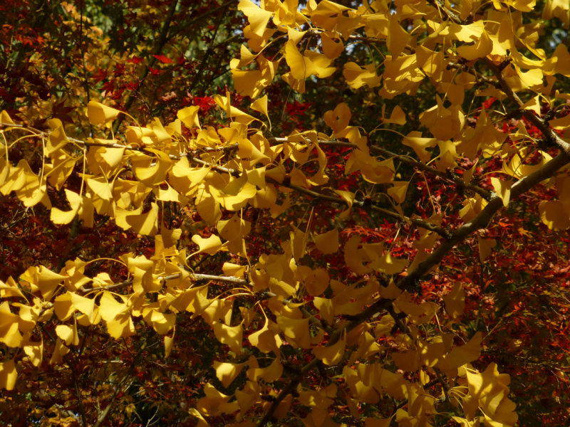 momiji park P1010251.jpg