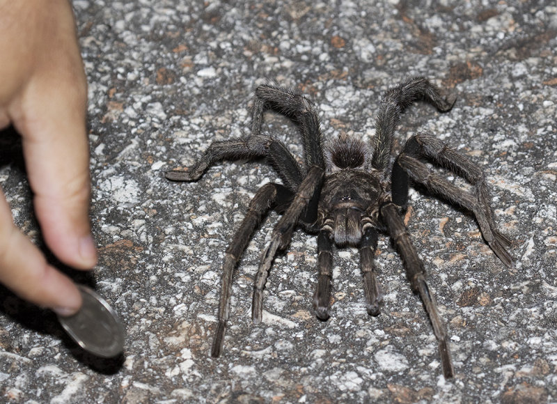 Hispaniolan Giant Tarantula