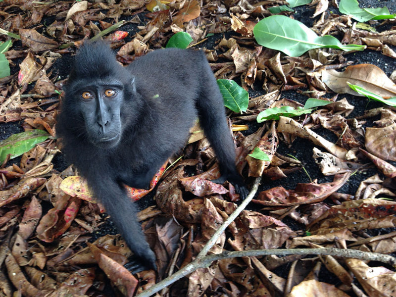 Macaque thinking about it