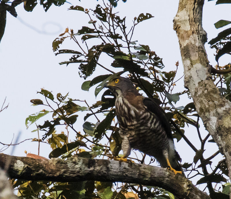 Changeable Hawk-eagle, Sumatra