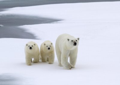 Polar bears