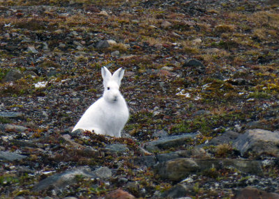 Arctic Hare