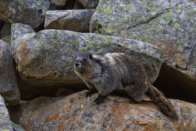Hoary Marmot