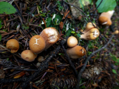 Club mushrooms