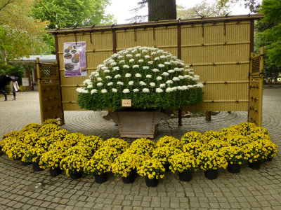 Tokyo - Chrysanthemum Festival at Shinjuku Gyoen