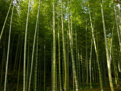 arashiyama P1010333.jpg