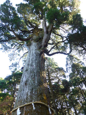 kirishima shrine sugi tree P1010802.jpg