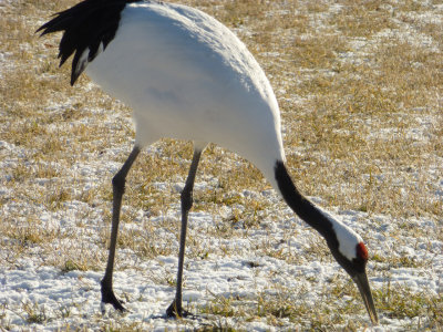 Red-crowned Crane