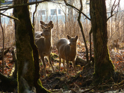 sika deer P1020017.jpg