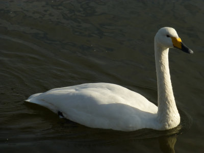 tafutsu swan park P1010986.jpg