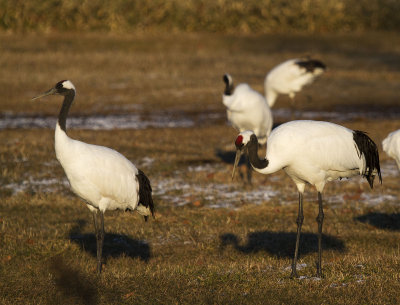Red-crowned Crane