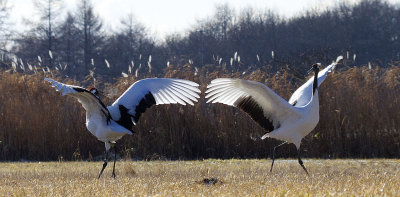 Red-crowned Crane