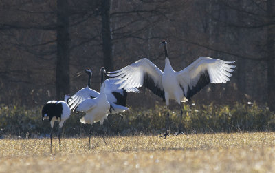 Red-crowned Crane