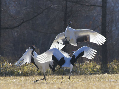 Red-crowned Crane